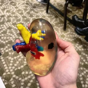 A 3D Printed Organ