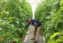 How Startups Can Thrive Doing Vertical Farming In Nigeria Vertical Farming Image source: wired.com