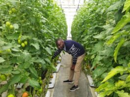 How Startups Can Thrive Doing Vertical Farming In Nigeria Vertical Farming Image source: wired.com