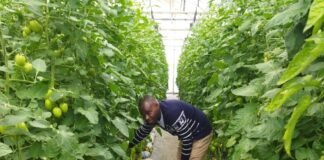 How Startups Can Thrive Doing Vertical Farming In Nigeria Vertical Farming Image source: wired.com