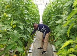 How Startups Can Thrive Doing Vertical Farming In Nigeria Vertical Farming Image source: wired.com