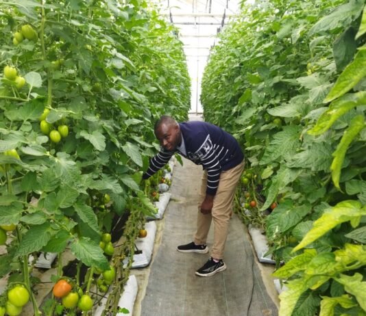 How Startups Can Thrive Doing Vertical Farming In Nigeria Vertical Farming Image source: wired.com